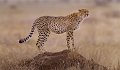 42 - Cheetah op heuveltje - DE BRUYN EDWARD - belgium